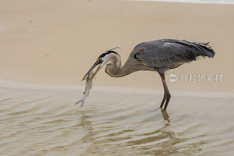 Great blue heron standing in intertidal pool on beach, with large live hardhead catfish at end of beak
